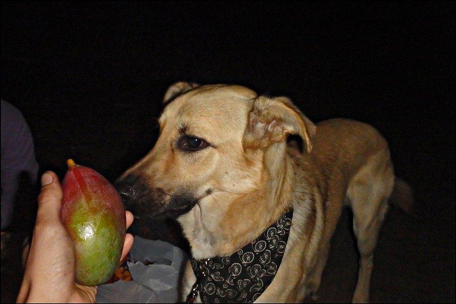 Mango & mango