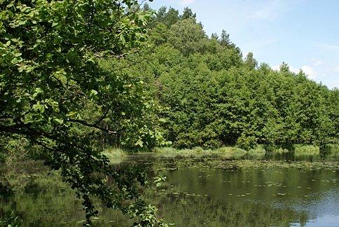 Nad stawami nad rzeczką Gacią Spalską