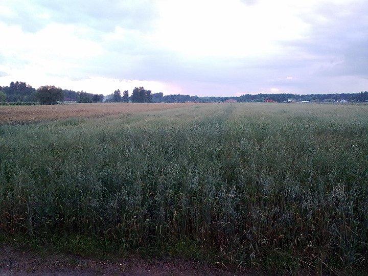 Żyto już zżółknięte, owies jary jeszcze zielony