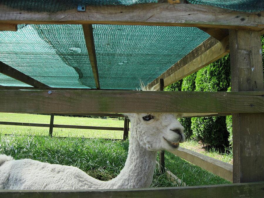 Obok lama się szczerzy