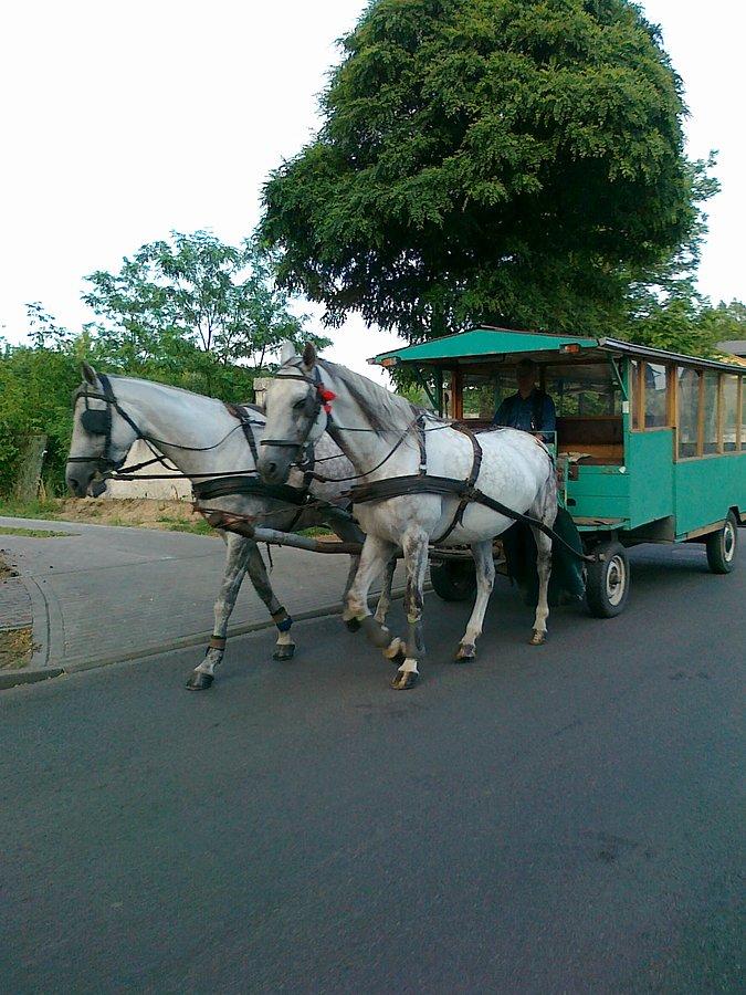 Tramwaj konny