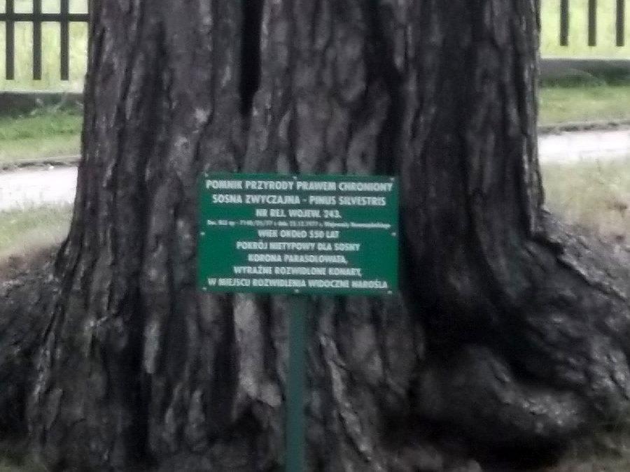 Sosna zwyczajna, ok. 550 lat