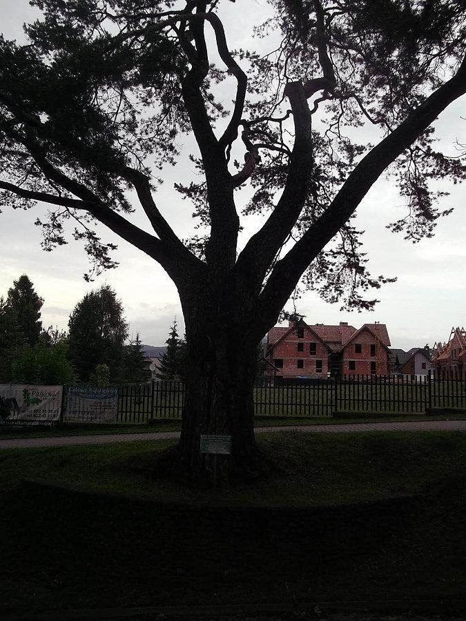 Niewiele widać, ale to najstarsze drzewo w Rabce