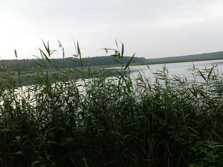 Poranne stawy w Żabieńcu
