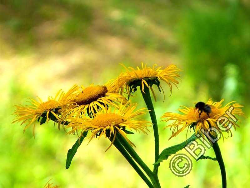 W ogrodzie botanicznym w Brynku