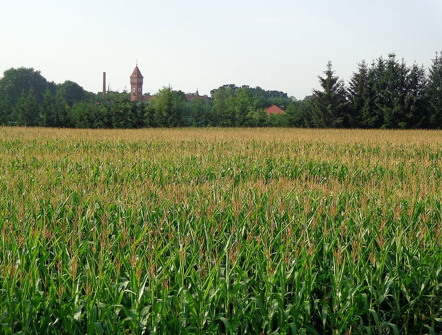 Krajobraz z kukurydzą