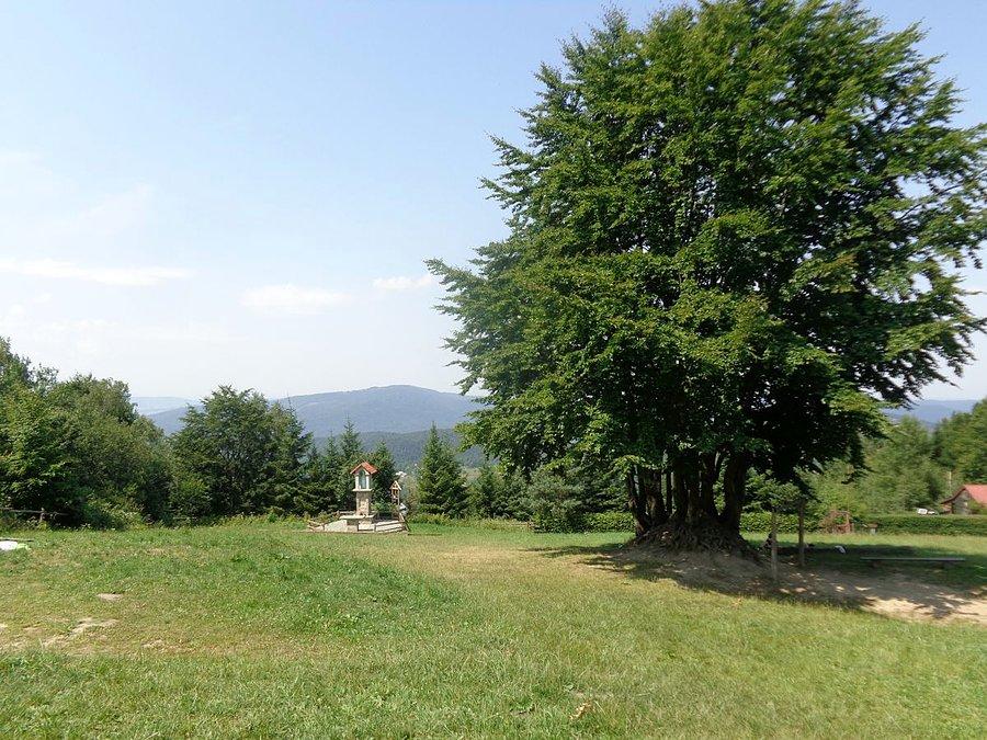 Widok ze Schroniska