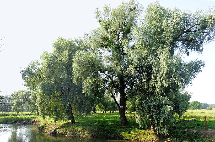 Wierzby nad Bystrzycą