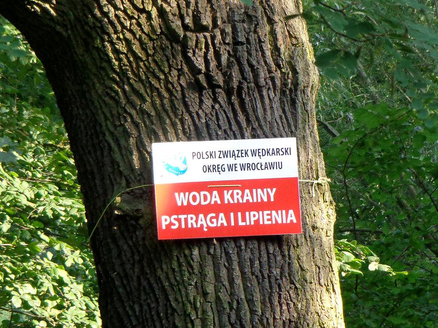 Info na wierzbie