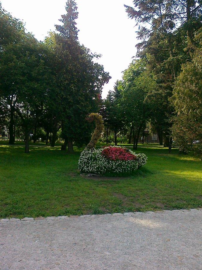 Łabądek z kwiatów