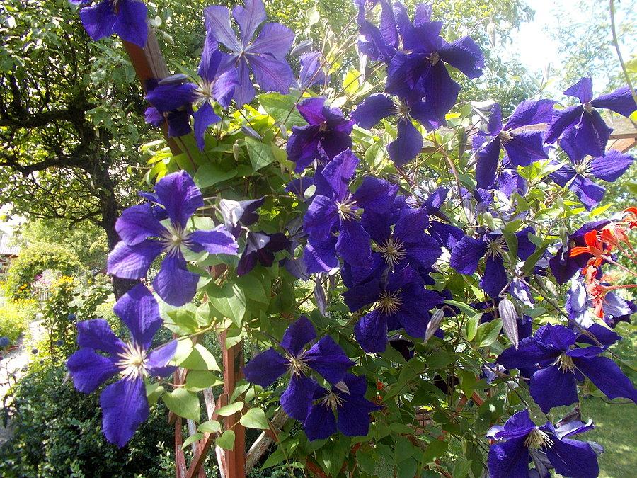 Clematis