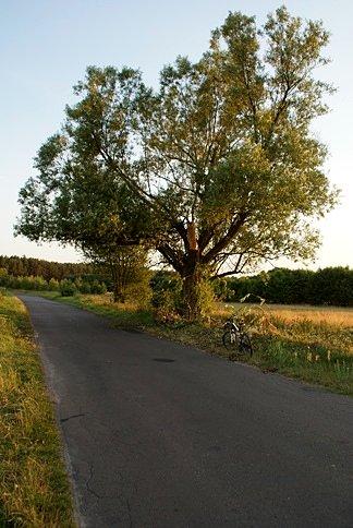 Połamana gałąź drzewa uprzątnięta