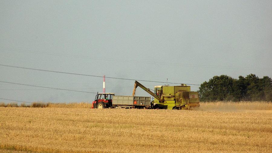 Kombajn Claas Dominator 85 wysypuje zboże podczas koszenia