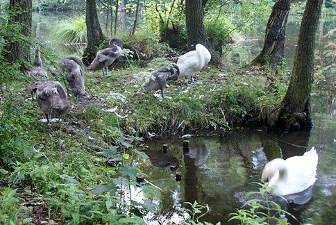 Łabędziowa rodzinka