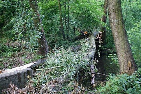 Powalone drzewo w Rezerwacie Niebieskie Źródła