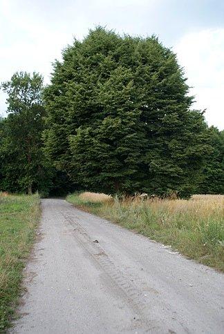 Stara lipa koło leśniczówki Dąbrowa koło Brzustowa