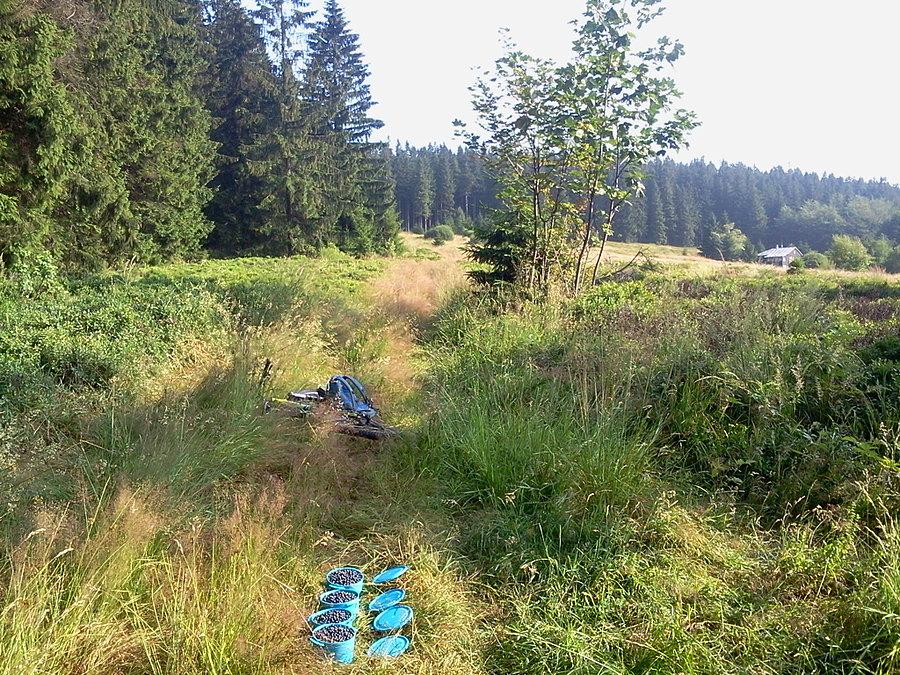 Zbierałem tylko w widocznej części na prawo od roweru