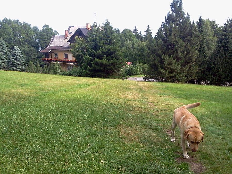 Piesek