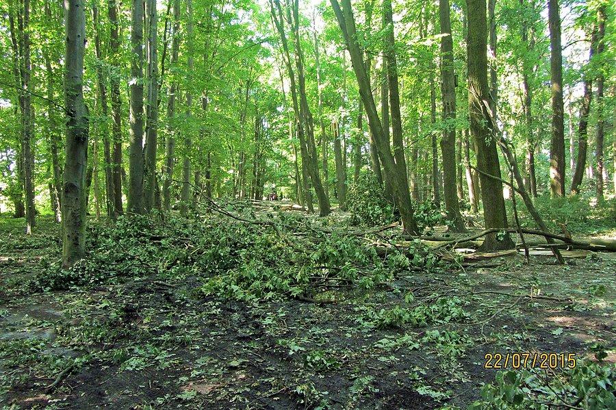 Park Grabiszyński - 3 dni po mega burzy