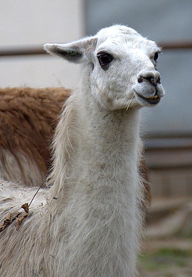 Lama jak się patrzy ;P