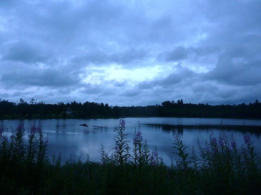 Jezioro w Puszczy Boreckiej