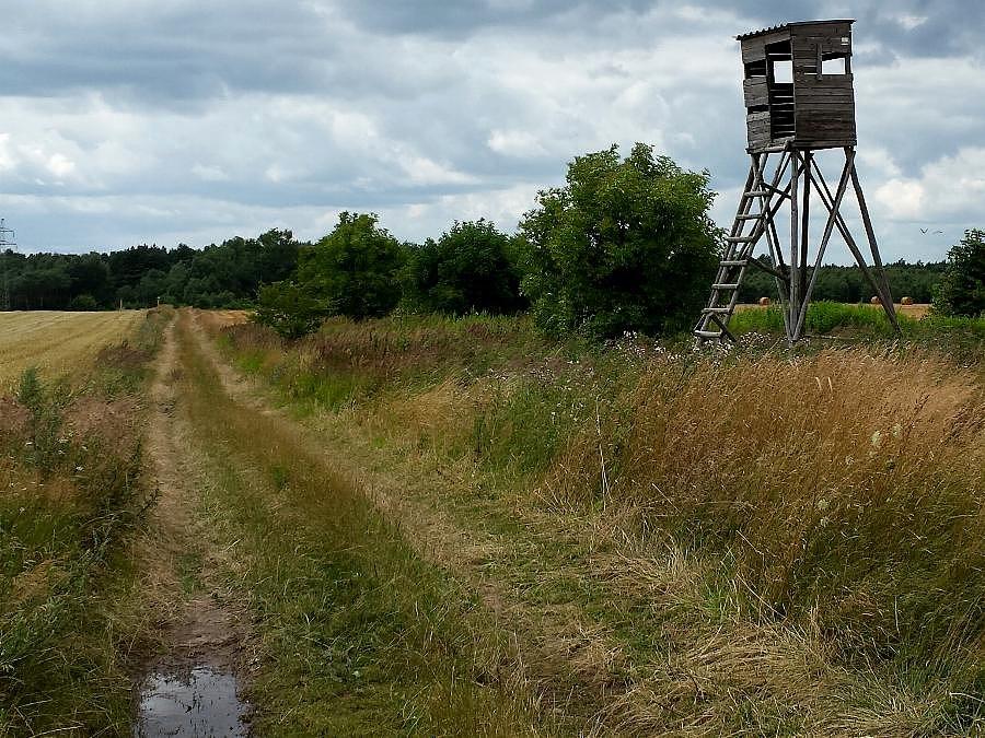 Droga z Grzędzic do Zieleniewa