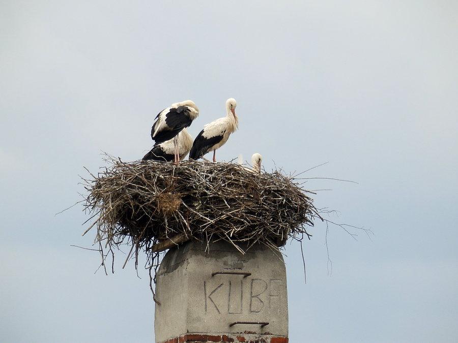 Bociany na Jerzmanowie