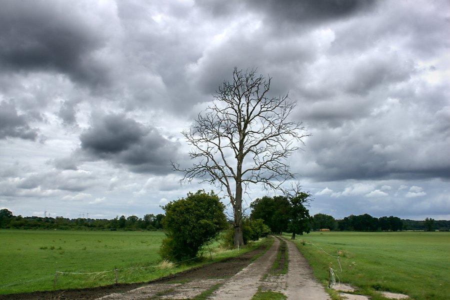 W drodze do ruin zamku Wedlów