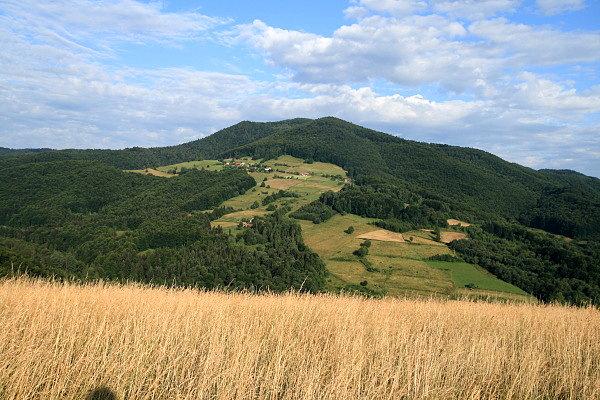 Makowica