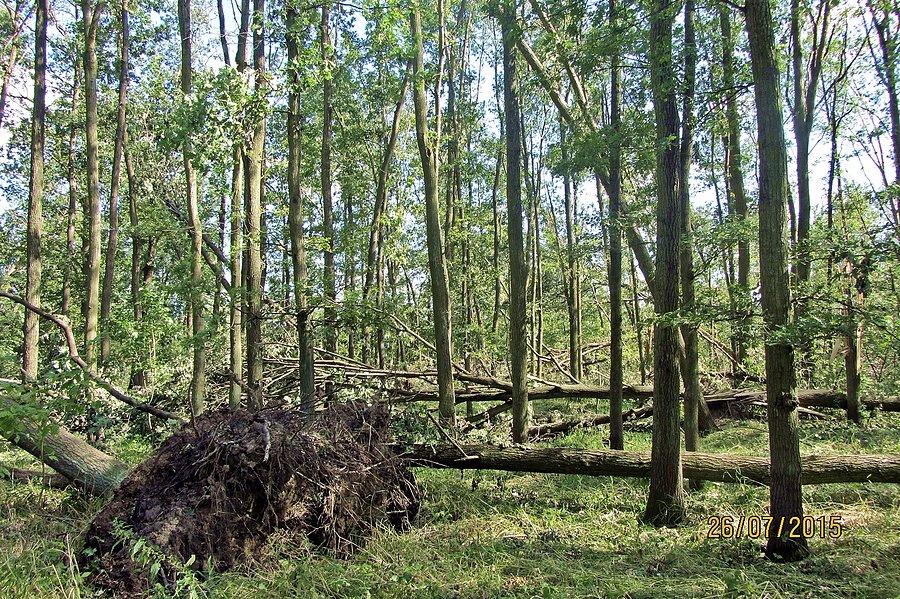 Okolice Gałowa - powalone drzewo po burzy