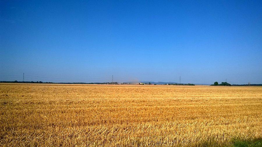 Żniwa w pełni