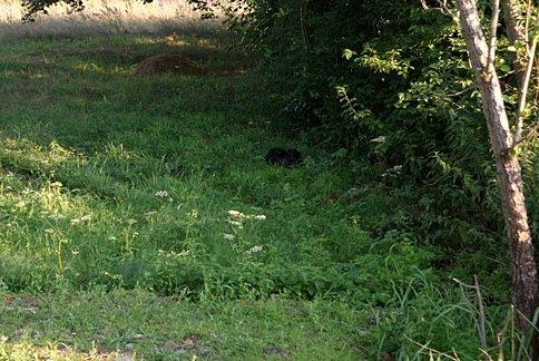Tam siedzi mama małych zwierzaków