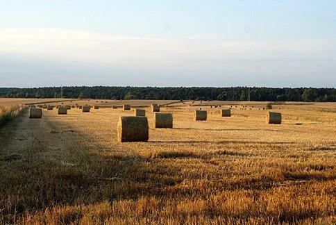 To już żniwa ;), idzie jesień