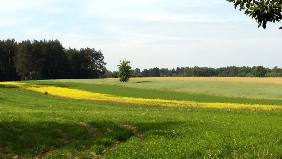 Wschodnie Mazowsze wczesnym latem