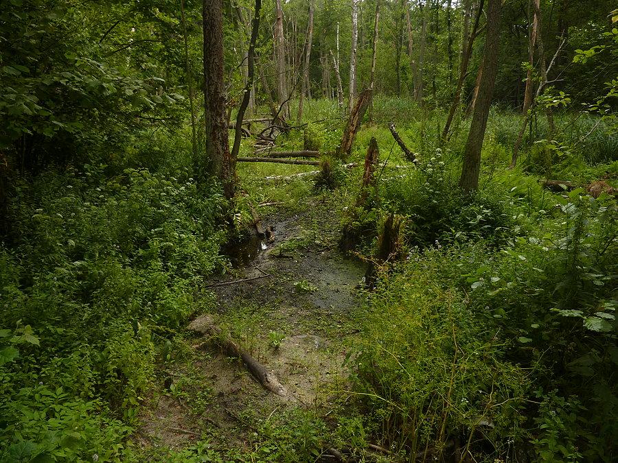 Wilcza Struga kompletnie wyschła. Bezdeszczowe lato 2015 (Kampinoski PN)