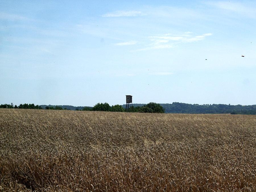 Budka myśliwska w morzu zboża, Błażowa-Dylągówka