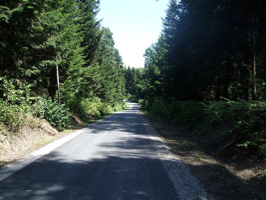 Między lasem