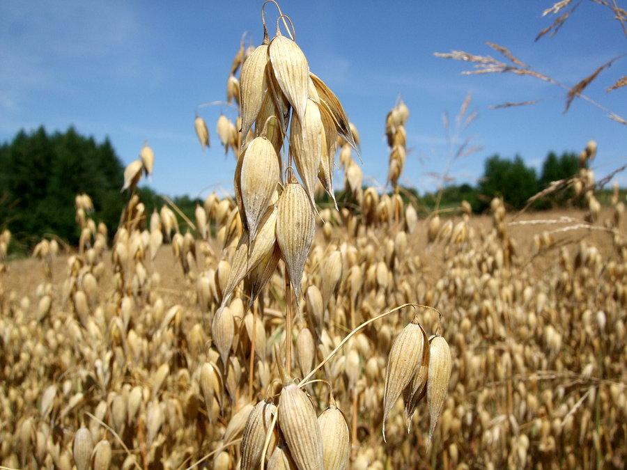 Takie tam z kłosem na drodze Błażowa-Dylągówka