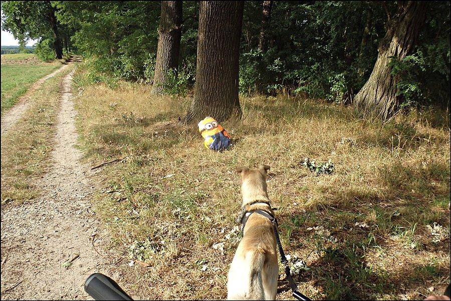 Minionek w środku lasu...?