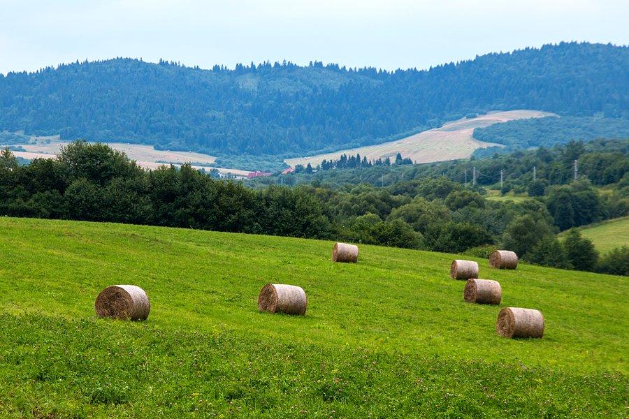 Sianokosy na pobliskich górkach