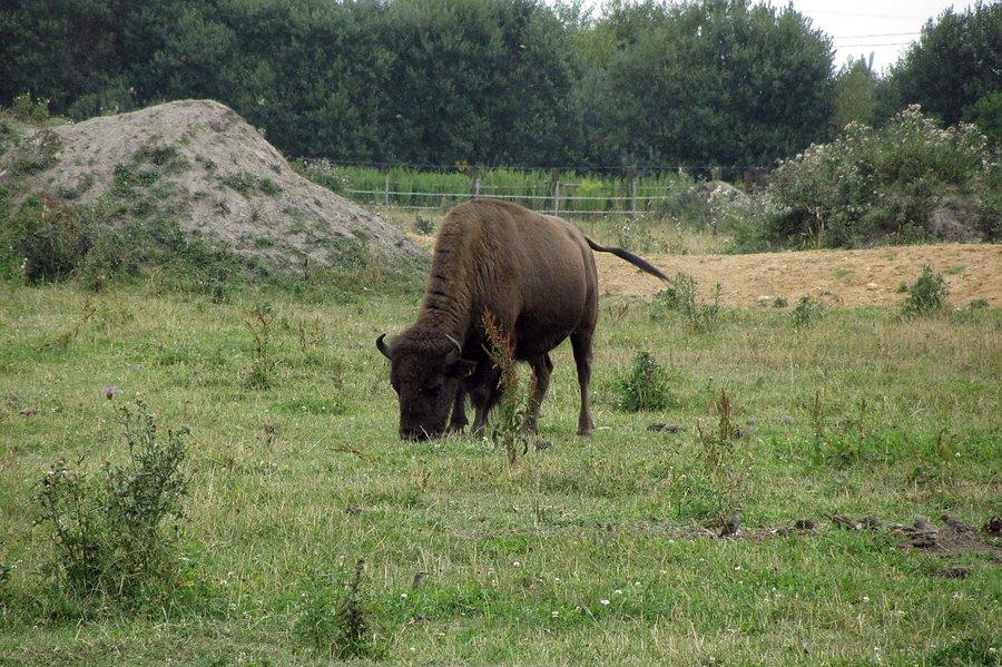 Zwierzaczek
