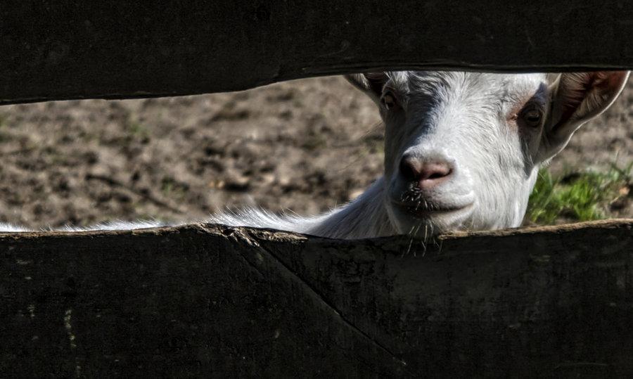 Gdyby kózka nie skakała