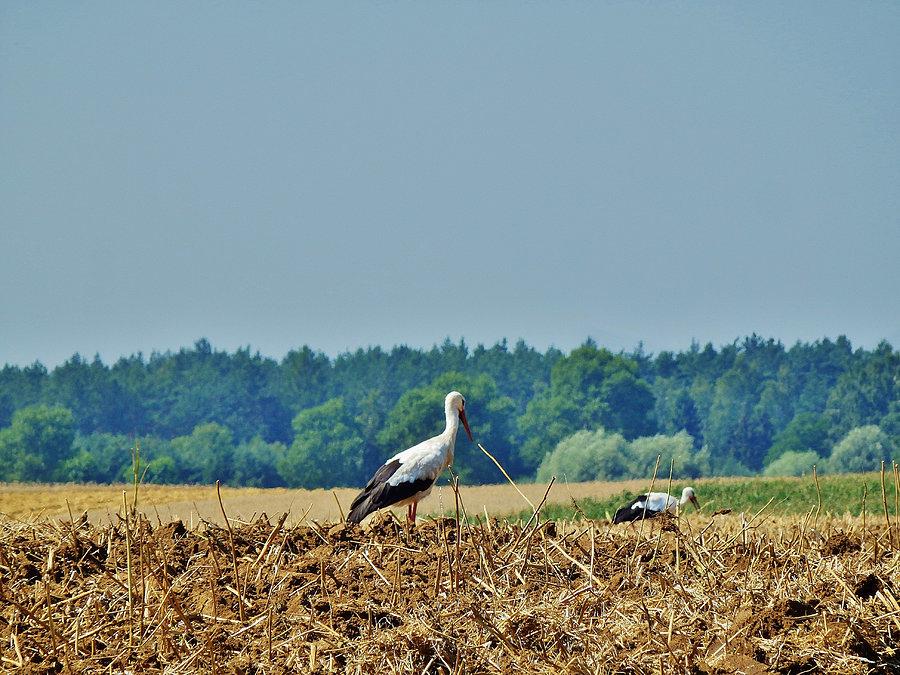 Okolice Tczewa - upalnie