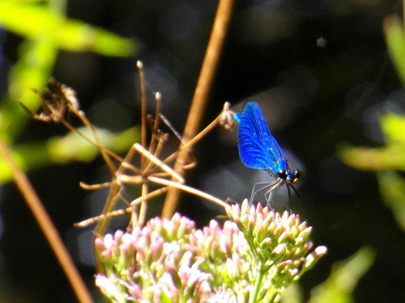 Fotka ma macro