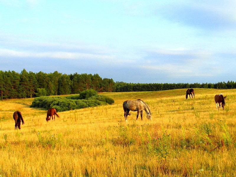 Kierunek Siwiałka