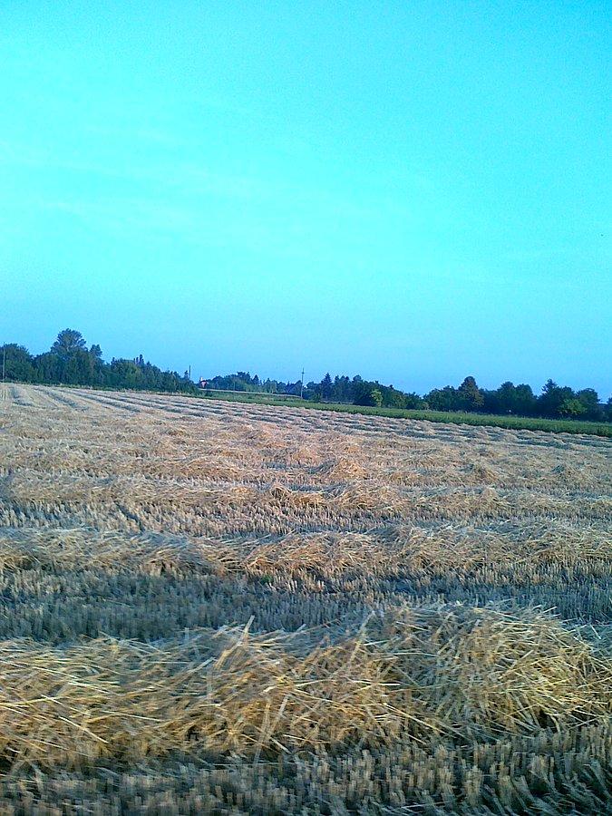 Żniwa