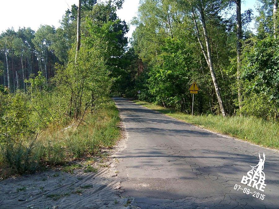 Kampinos, palmiry