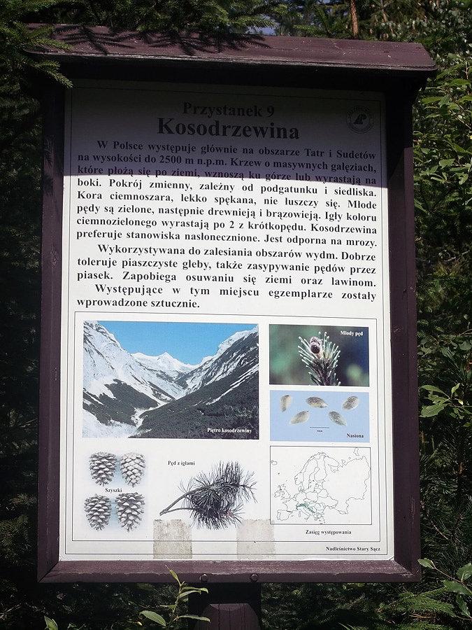 Kosodrzewina