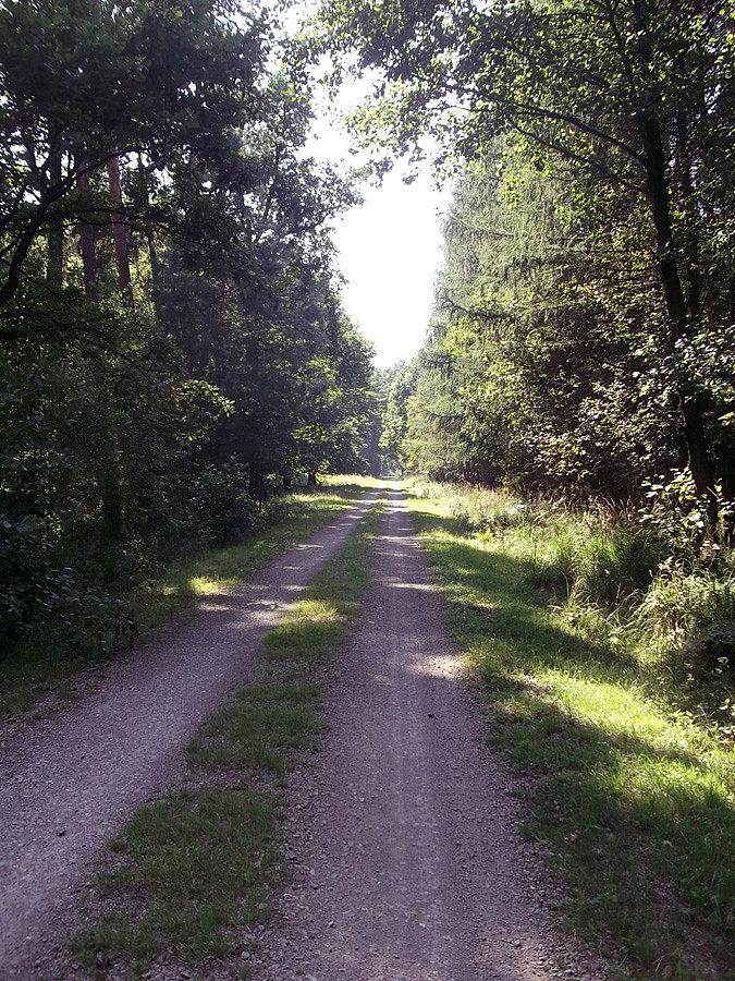Puszcza Niepołomicka