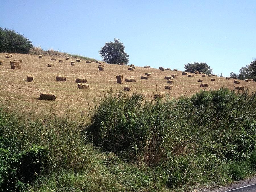 Żniwa